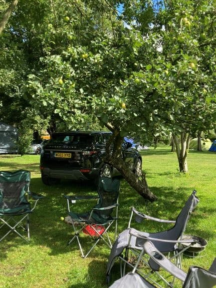 steer clear of camping under fruit tress